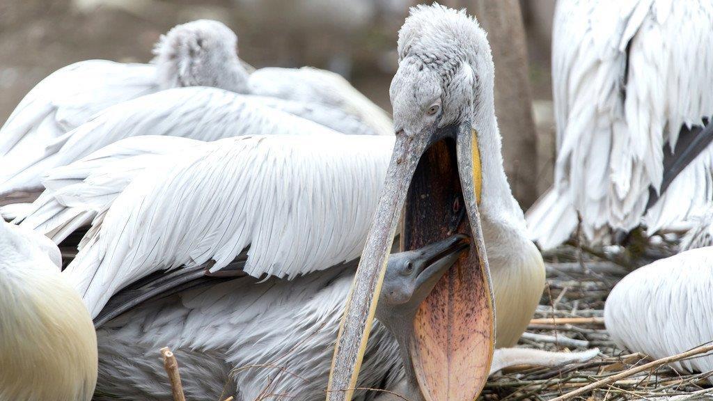 Nachwuchs bei den Krauskopfpelikanen im Tiergarten Schönbrunn