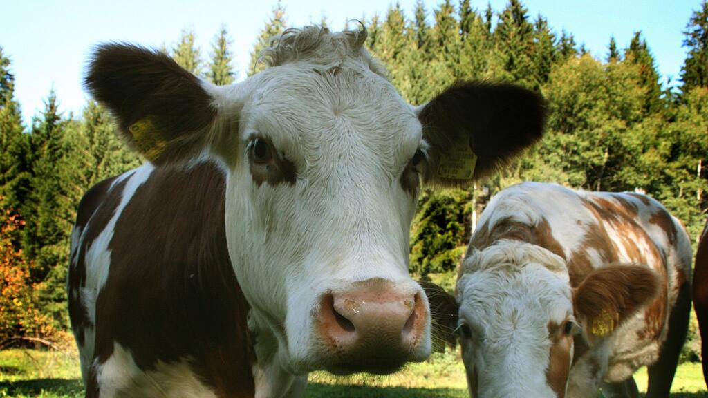 Kühe wurden bei dem Zwischenfall nicht verletzt.