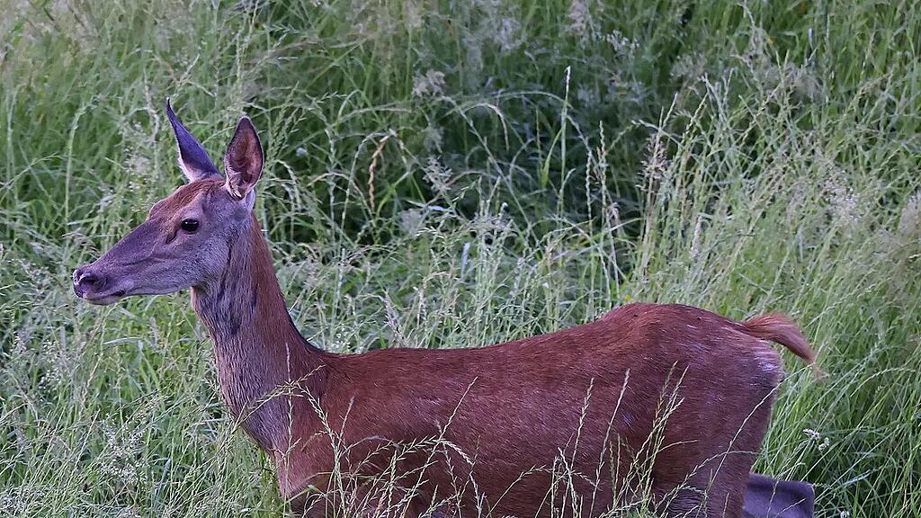 Hirsch in Saalach