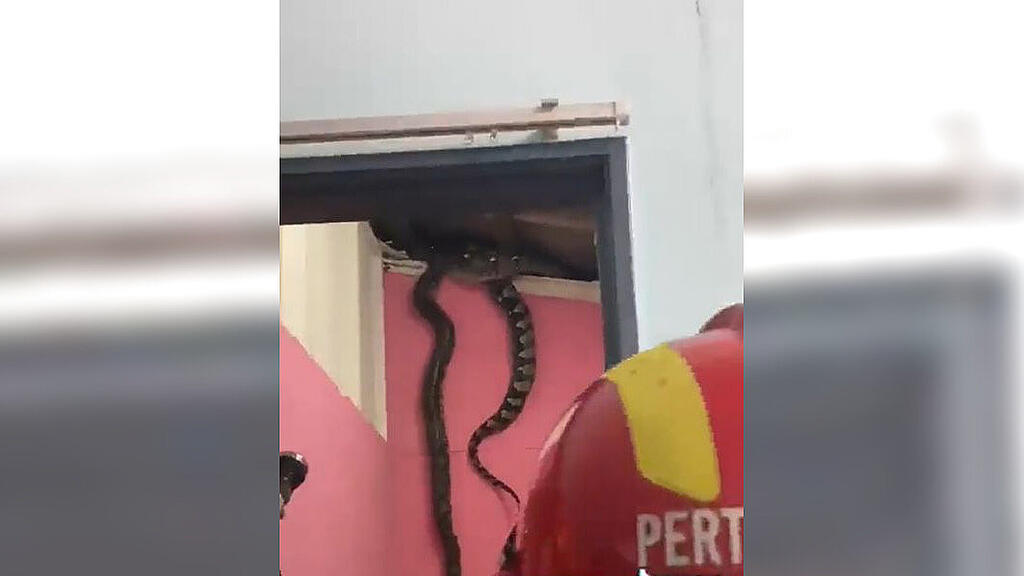 python malaysien