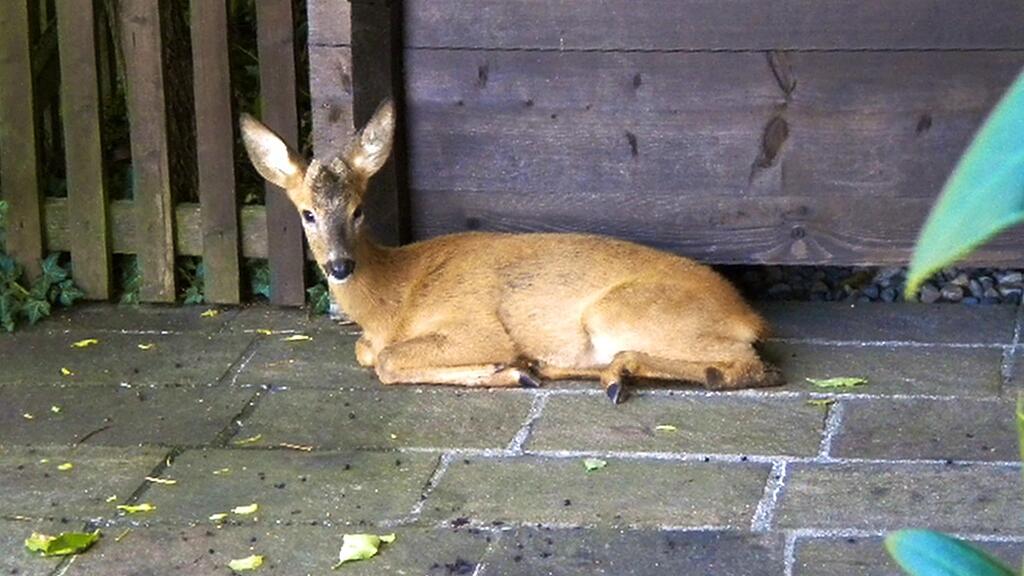 Der junge, kranke Rehbock wurden nach Angaben des Tierschutzvereines von dem Jäger gequält. Ermittlungen wurden eingeleitete.