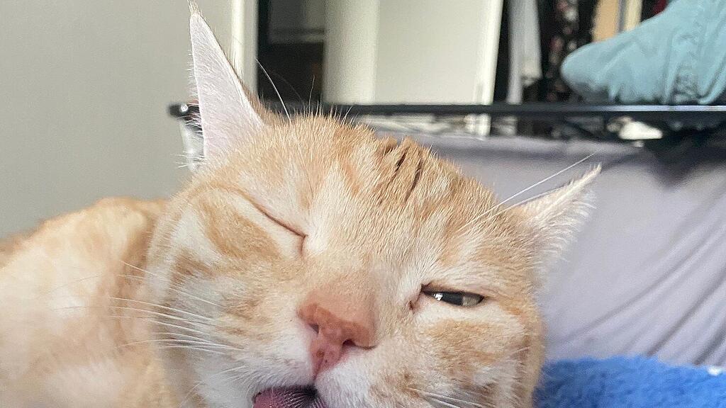 Weltkatzentag 2024