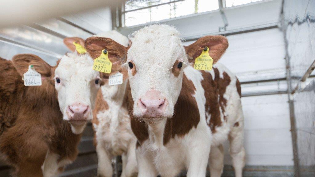 Tiertransporte kontrolliert