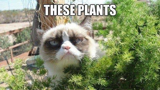 Tard, the grumpy cat: Die besten Memes