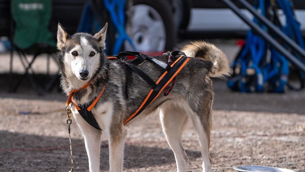 Schlittenhunderennen in Sportgastein