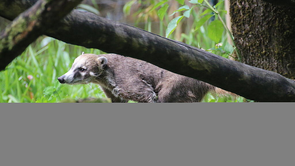 Weißrüsselnasenbär Jacques, Zoo Salzburg