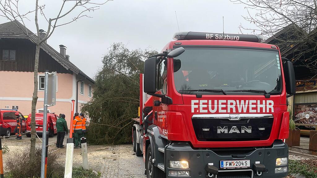 christbaumernte ebenau