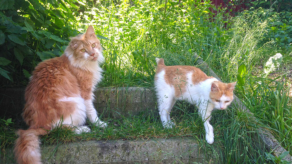 Mäharbeiten gefährden Katzen und kleine Heimtiere.