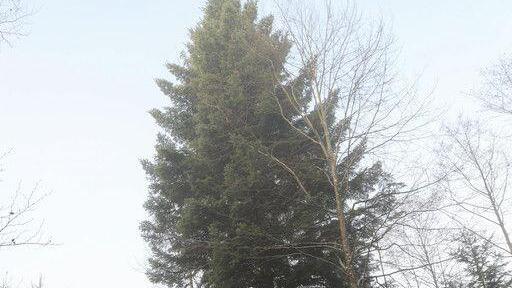 Christbaum für Salzburger Christkindlmarkt wird in Lamprechtshausen gefällt