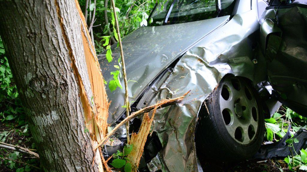 Pinzgauerinnen in Bayern verletzt, I