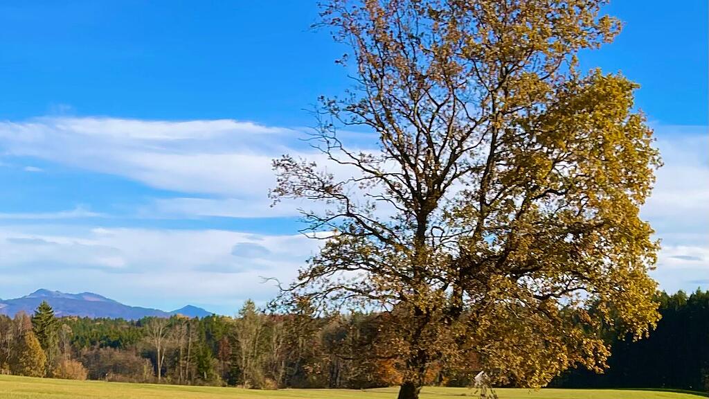 Welthundetag 2025: Salzburgs beste Bilder II