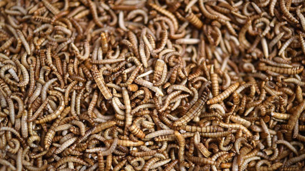 Insekten am Speiseplan