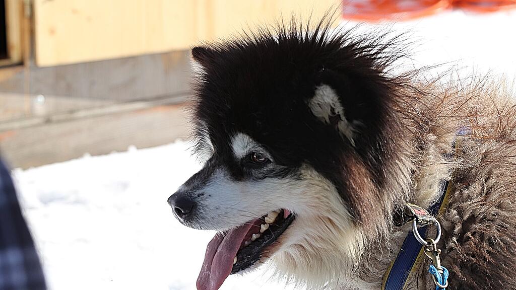 Schlittenhunderennen