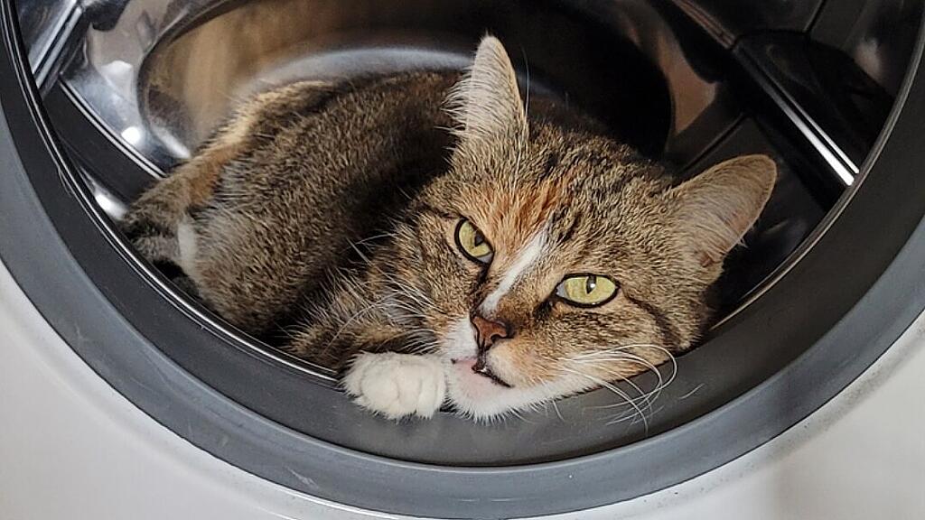 Weltkatzentag 2025