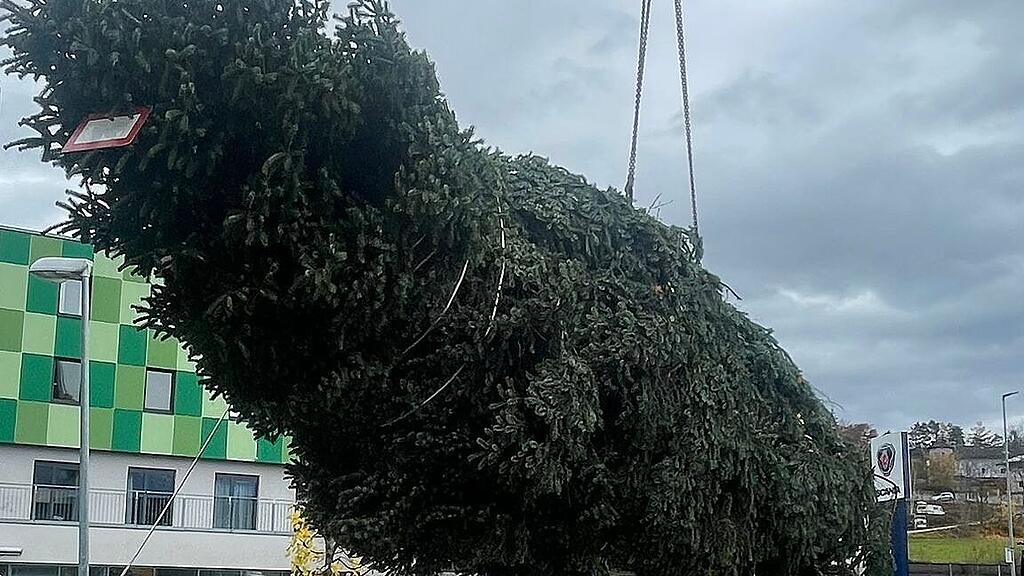 Christbaum wird verladen