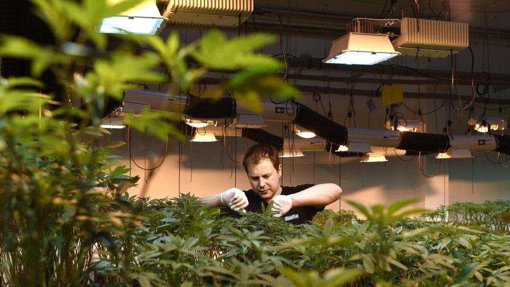 Legale Cannabiszucht