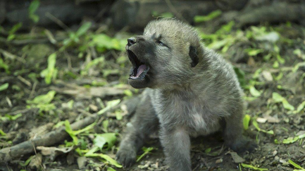 Nachwuchs: Arktische Wölfe in Schönbrunn haben fünf Babys