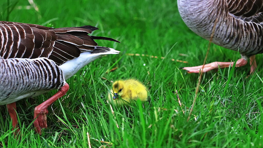 Gänse am Almkanal