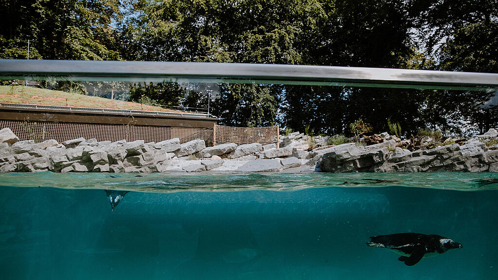 Zoo Salzburg, Brillenpinguin, Pinguin