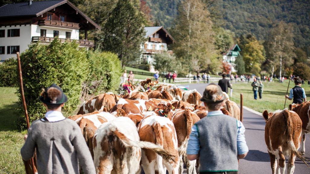 Almabtrieb St. Wolfgang II
