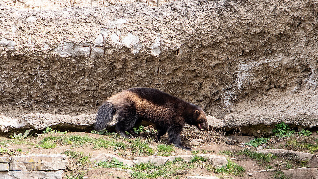 Frühlingserwachen im Zoo
