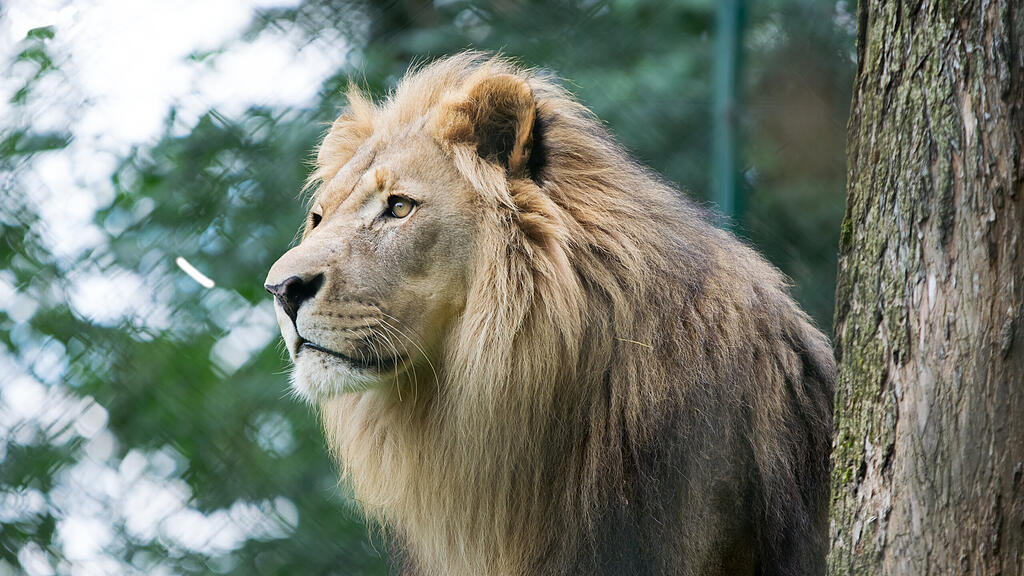 Löwe Eisi