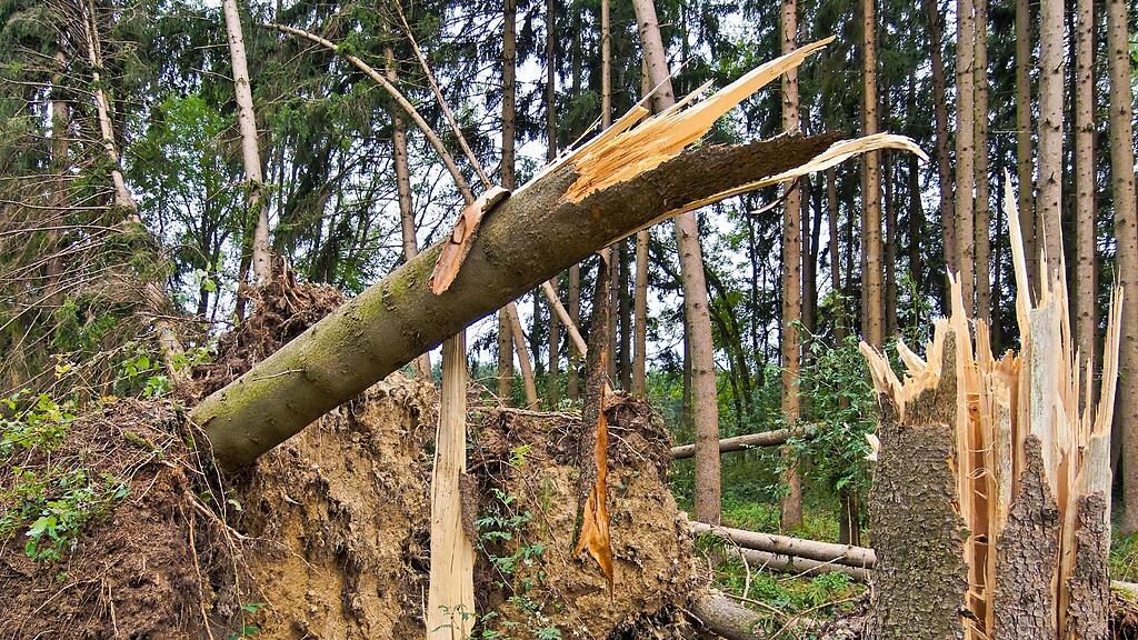 Das Ehepaar musste tot aus dem Wald geborgen werden.