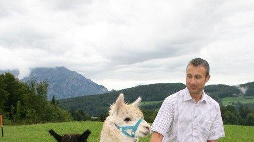 Alpaka-Fest in Adnet