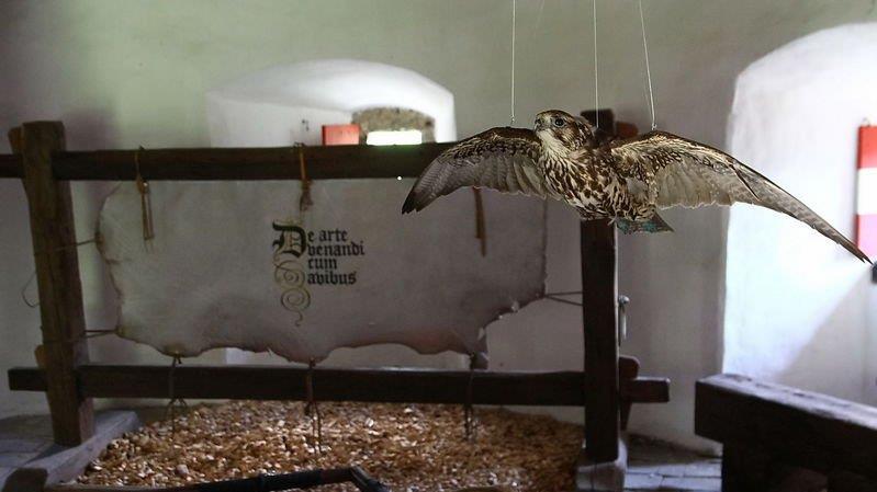 Falkenshow auf Burg Hohenwerfen