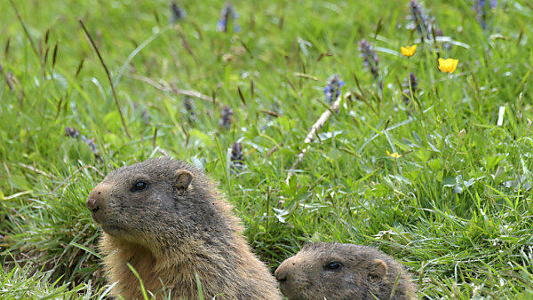 Ob Murmeltiere starben, ist ungewiss