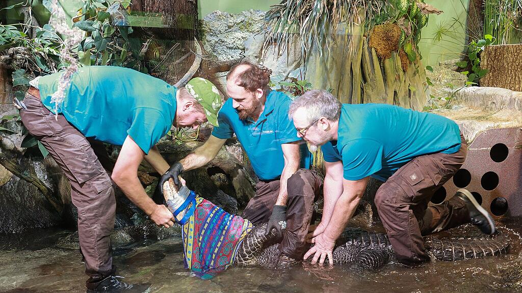 Alligator_Haus der Natur