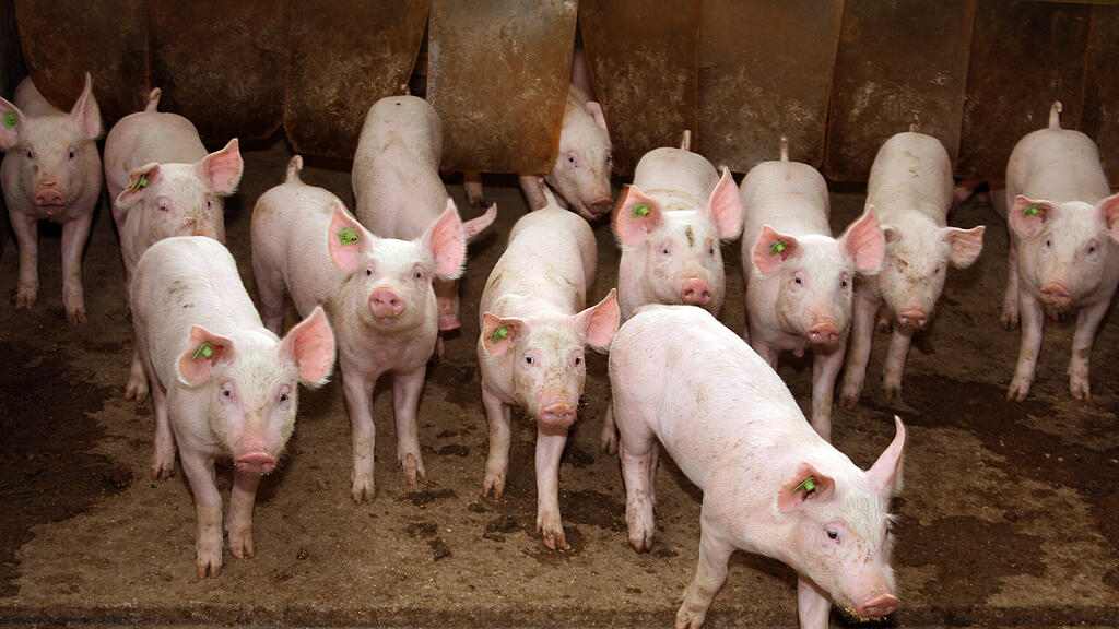 symb_schwein