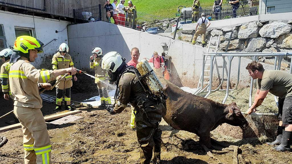 FF Rauris rettet Kalb aus Jauchegrube