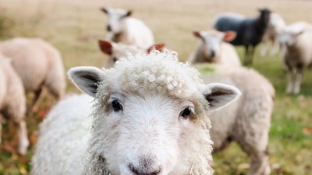 Symb_Schaf Symb_Herde Symb_Herdenschutz Symb_Hirte