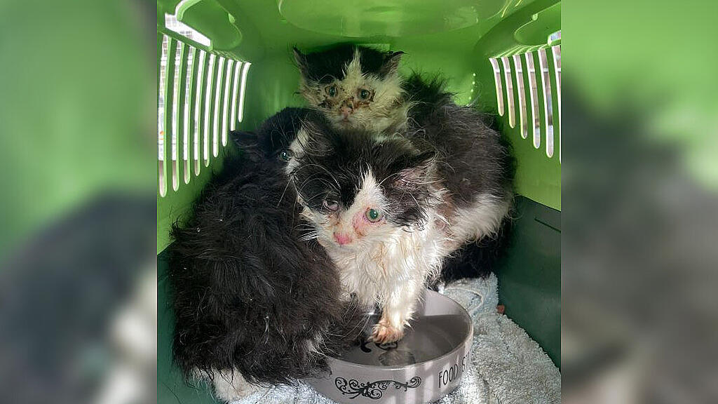 Ausgesetzt Katzenbabys