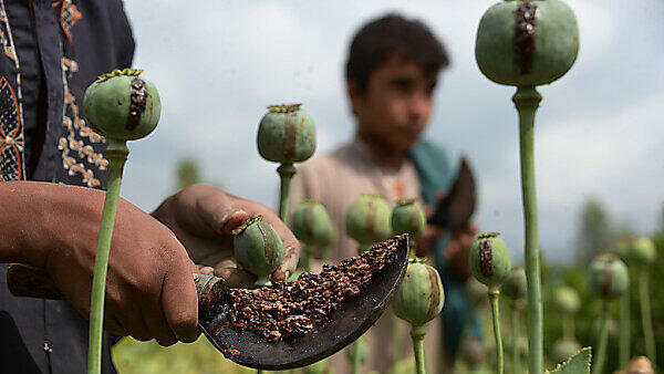 Die Opiumproduktion in Afghanistan stieg erneut an
