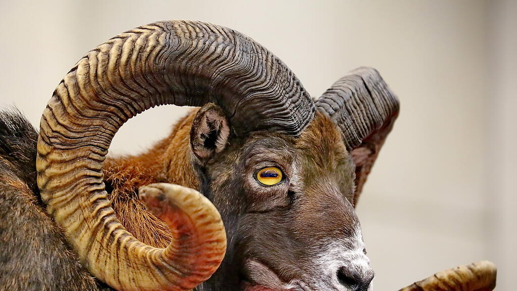Hohe Jagd und Fischerei: FR