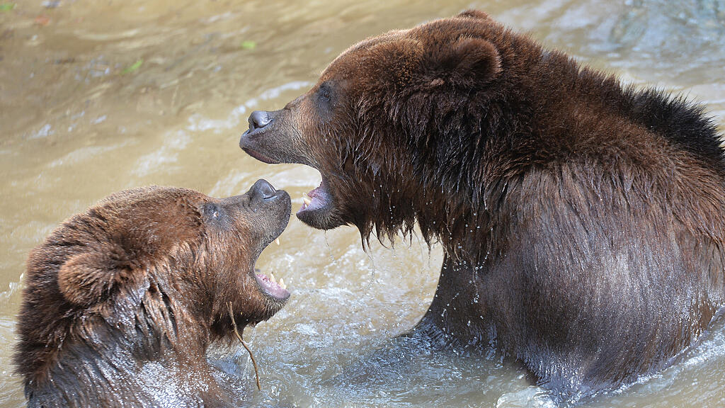 Grizzly, Bär, Bären, SB
