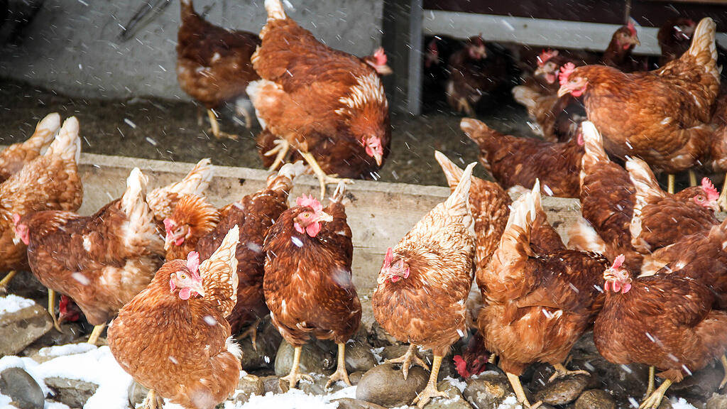 Huhn23031801.jpg