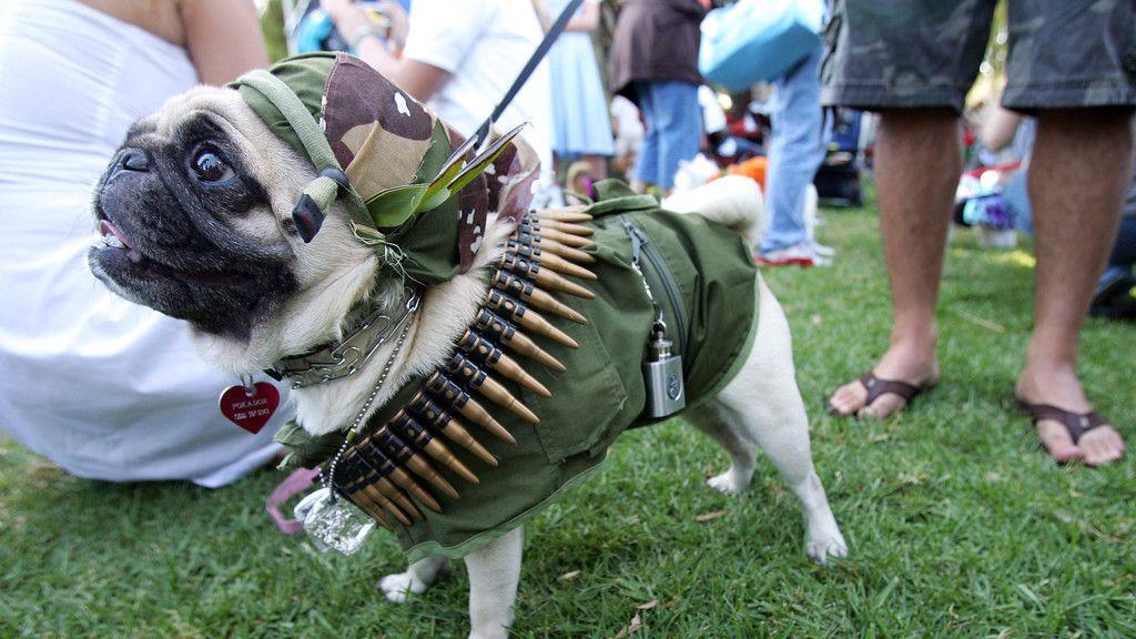 Hunde in Halloween-Kostümen