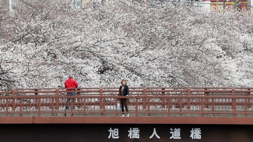Kirschbäume in Japan in voller Pracht