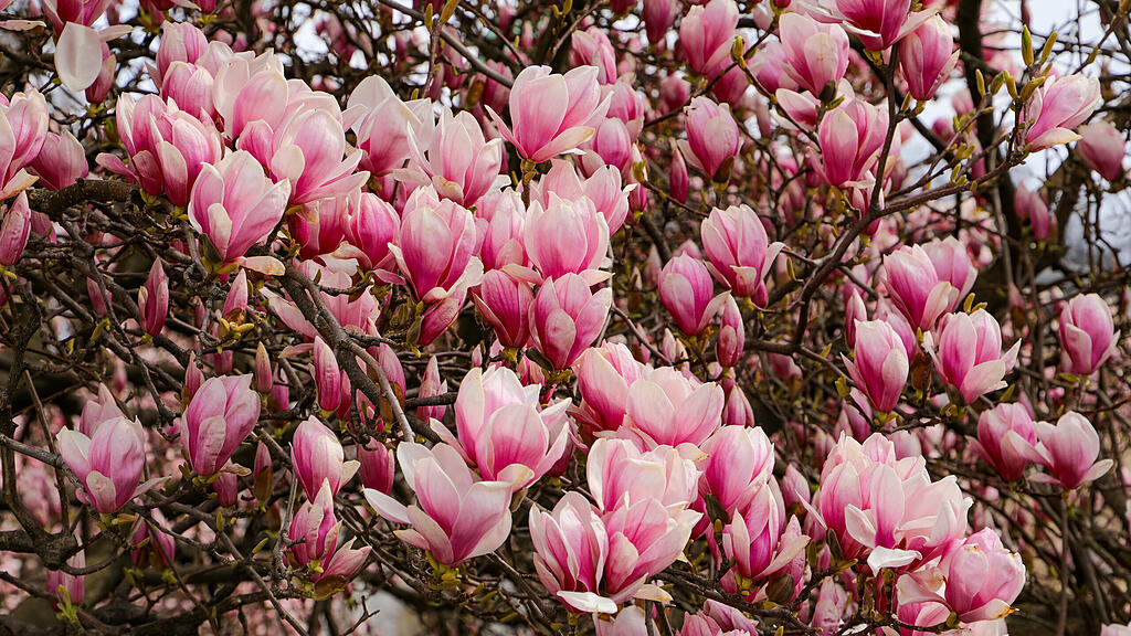 Magnolienbäume am Makartplatz