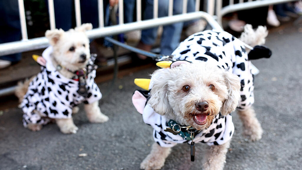 Halloween Parade