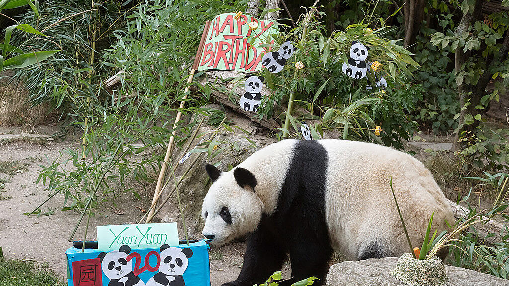 Panda-Männchen Yuan Yuan wurde reich beschenkt