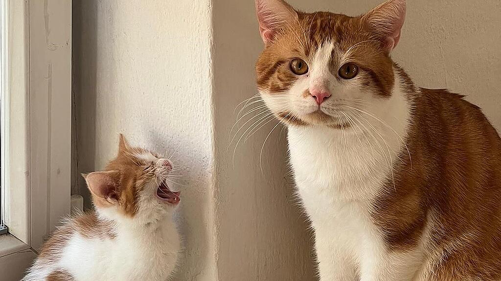 Weltkatzentag 2024