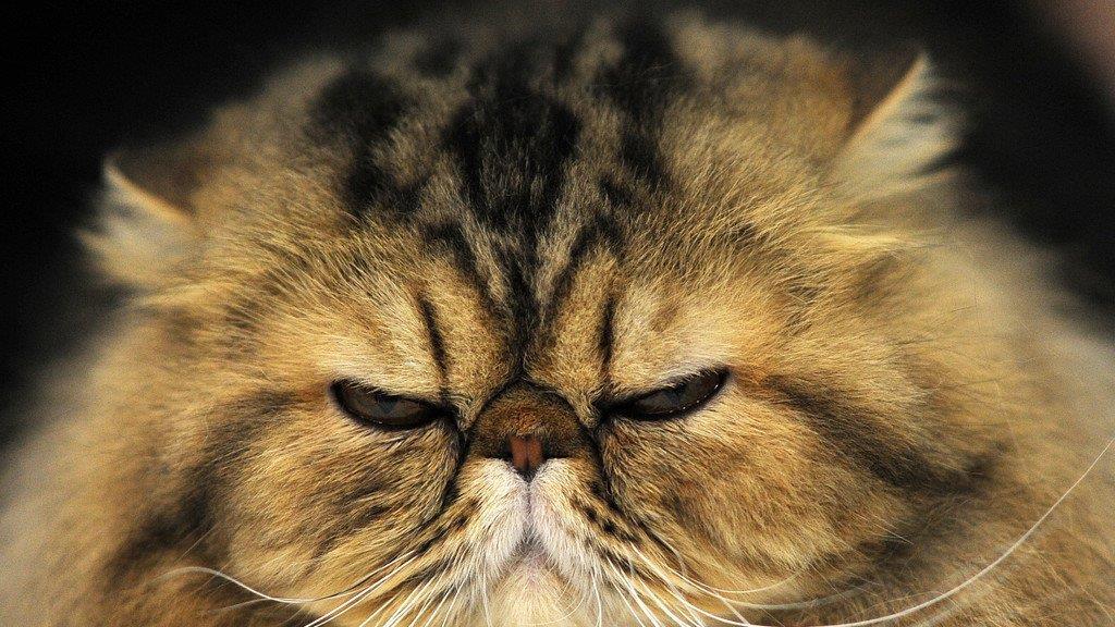 Die beeindruckensten Tierbilder KW 17