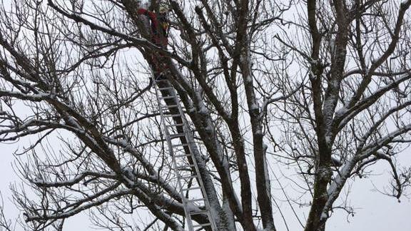 Feuerwehr Grödig rettet Katze von Baum