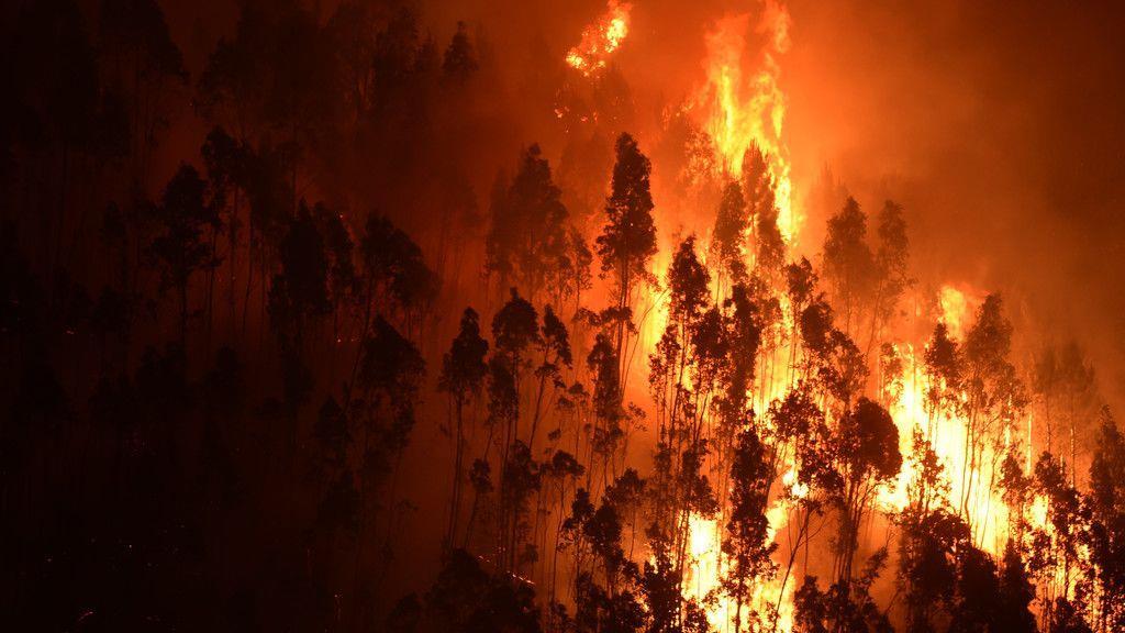 Waldbrand in Portugal