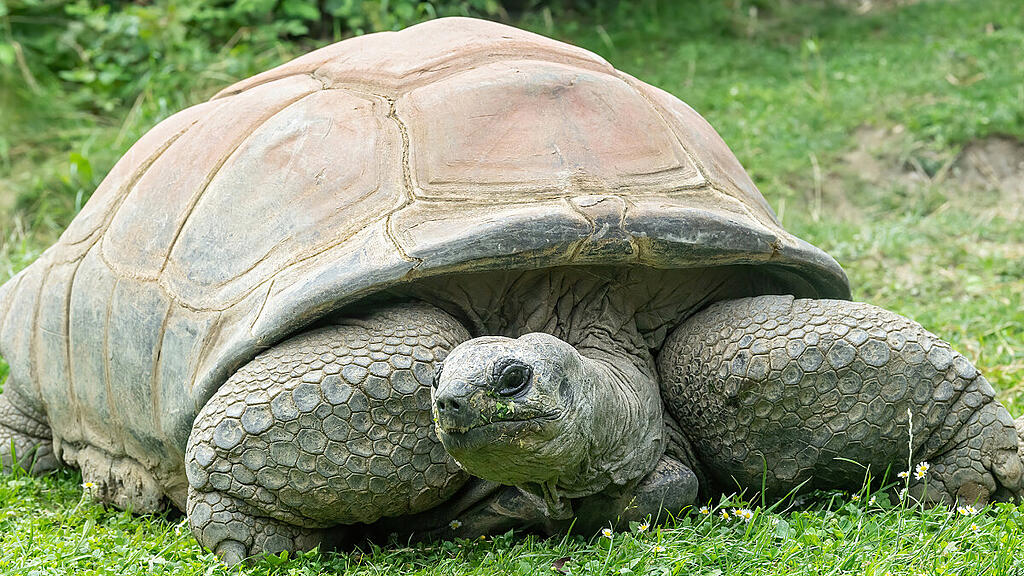 Schurli wurde rund 130 Jahre alt