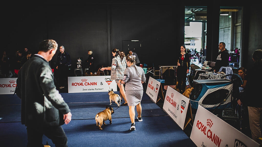 Rassehunde Ausstellung
